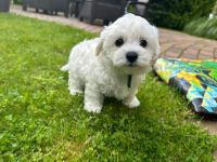 Scoby vel Theo - 8 tygodni